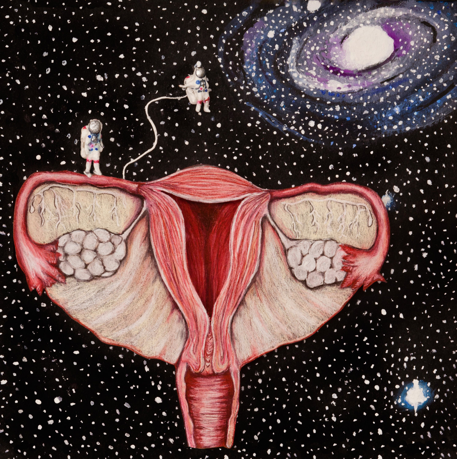 图1-25 女性骨盆(前面观)-妇产科学-医学